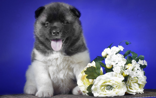 Puppy bouquet flowers blue background free wallpaper for desktop - medium preview image