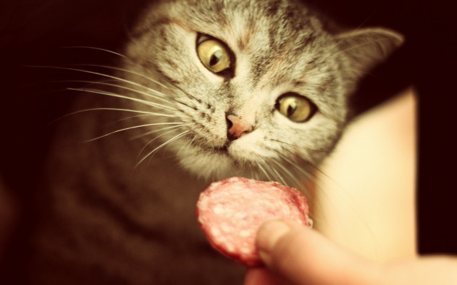 Cat meat shiba inu closeup free wallpaper for desktop - medium preview image