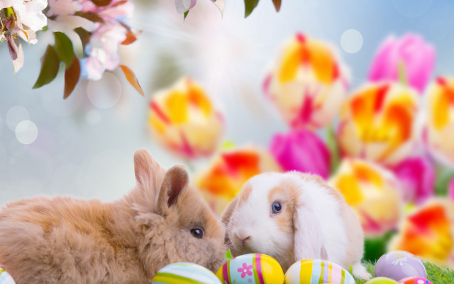 Rabbit easter flowers bokeh magical free wallpaper for desktop - medium preview image