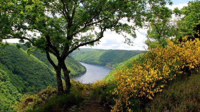 River hillside trees flowers path free wallpaper for desktop - medium preview image