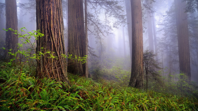 Foggy forest trees green nature free wallpaper for desktop - medium preview image