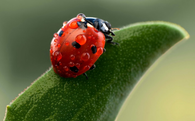 Ladybug green leaf water droplets #12 free wallpaper for desktop - medium preview image