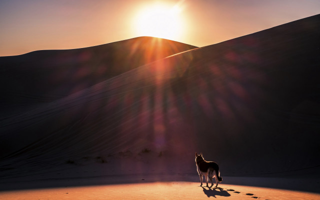 Horse desert sunset mountains sunlight free wallpaper for desktop - medium preview image