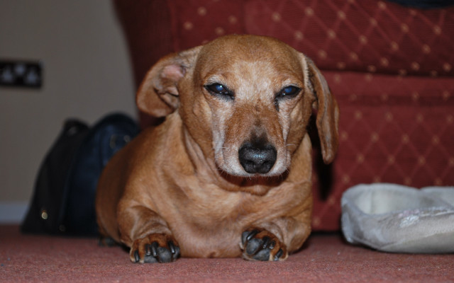 Brown dog sitting floor bag free wallpaper for desktop - medium preview image