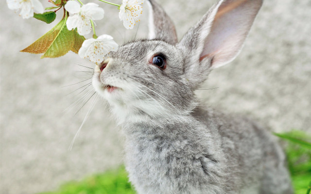 Rabbit grass flowers blue eyes free wallpaper for desktop - medium preview image
