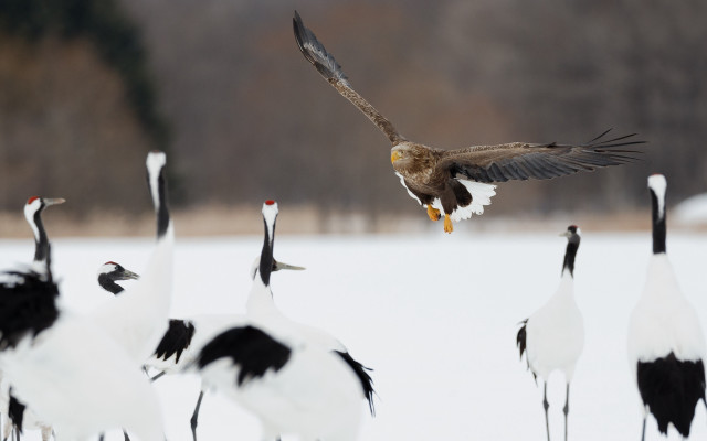 Flying bird over snow group free wallpaper for desktop - medium preview image