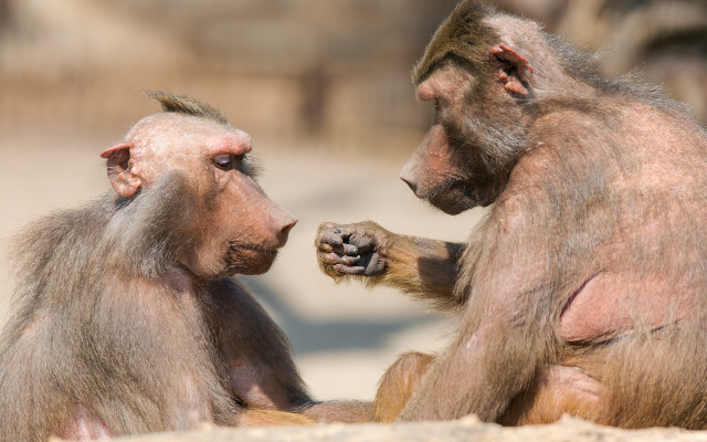 Monkeys sitting on sandy ground free wallpaper for desktop - medium preview image