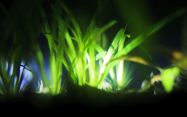 Bioluminescent bamboo leaf closeup macro free wallpaper for desktop - medium preview image