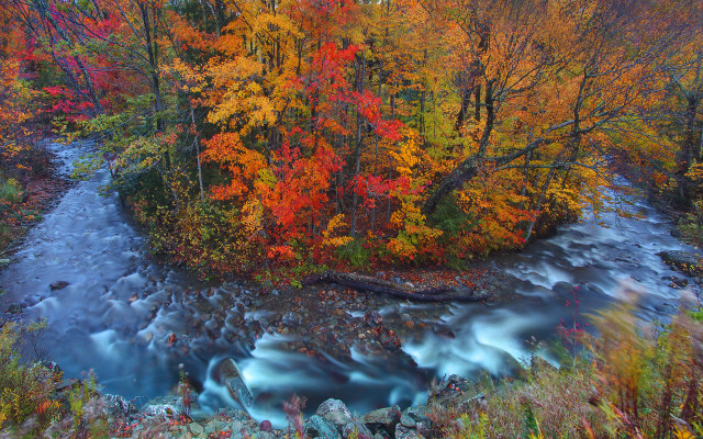 Autumn foliage river forest leaves free wallpaper for desktop - medium preview image