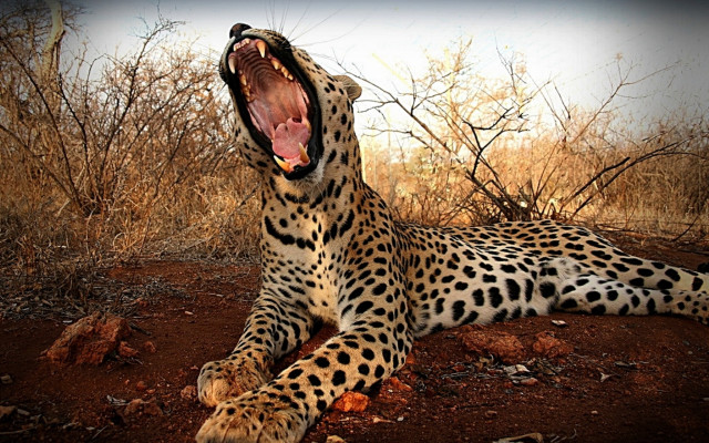 Leopard yawn wildlife nightout camouflage free wallpaper for desktop - medium preview image