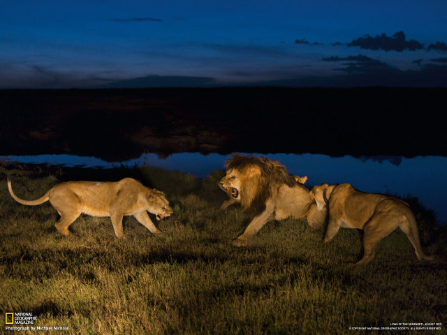Lions walking grass water night free wallpaper for desktop - medium preview image