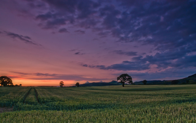 Sunset field trees clouds matte free wallpaper for desktop - medium preview image