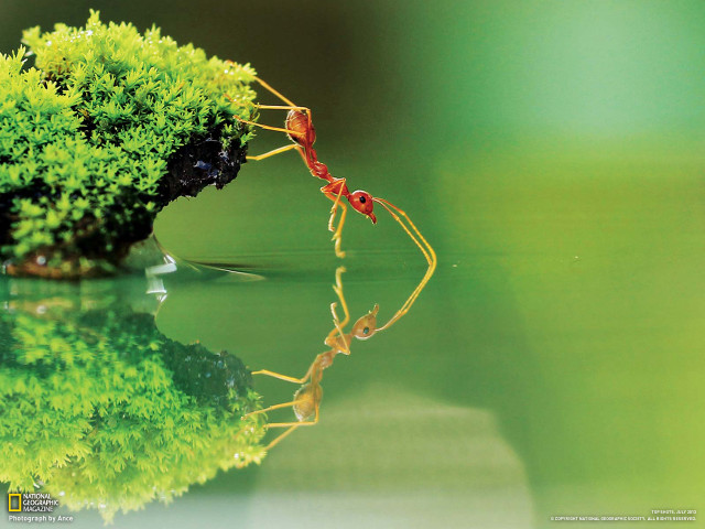 Red ant green plant water free wallpaper for desktop - medium preview image