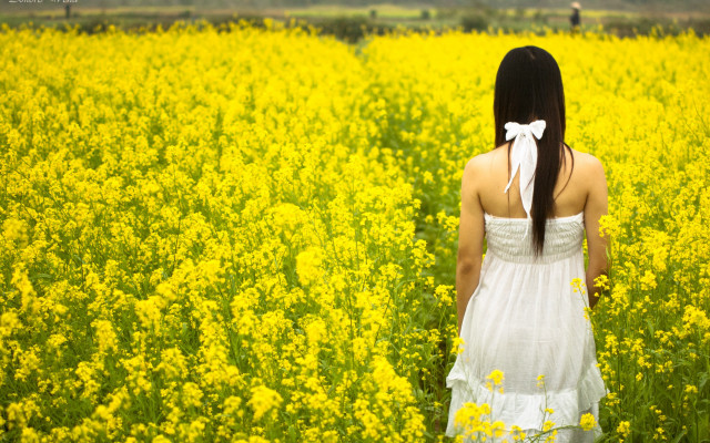 Woman white dress field yellow #2 free wallpaper for desktop - medium preview image