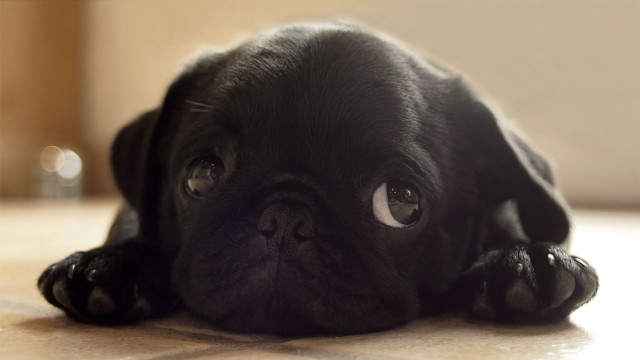 Black pug sad eye photorealistic free wallpaper for desktop - medium preview image