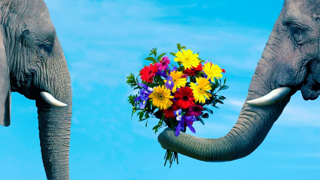 Elephants flowers romantic sky clouds free wallpaper for desktop - medium preview image