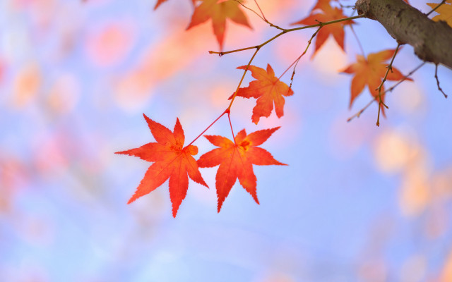 Autumn branch red leaves blue free wallpaper for desktop - medium preview image