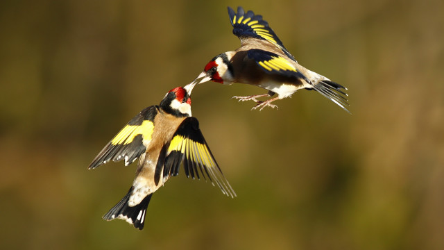 Birds flying open wings blurry free wallpaper for desktop - medium preview image