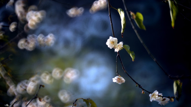 White flower branch bokeh blurry #2 free wallpaper for desktop - medium preview image