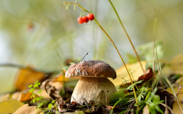 Mushroom berry grass autumn macro free wallpaper for desktop - medium preview image