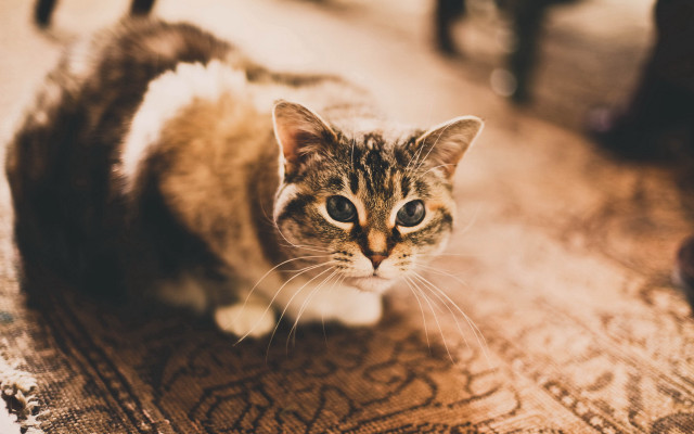 Curious cat on rug tilt #2 free wallpaper for desktop - medium preview image