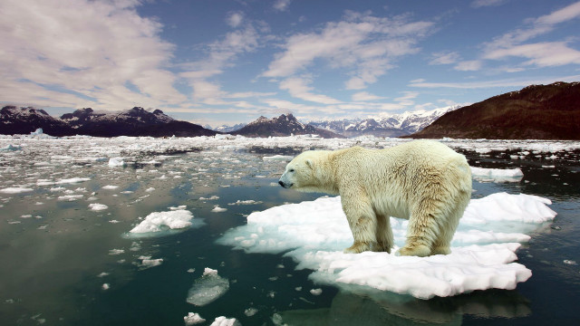 Polar bear ice floater mountains free wallpaper for desktop - medium preview image