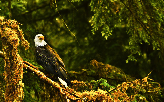Bald eagle autumn forest mossy free wallpaper for desktop - medium preview image