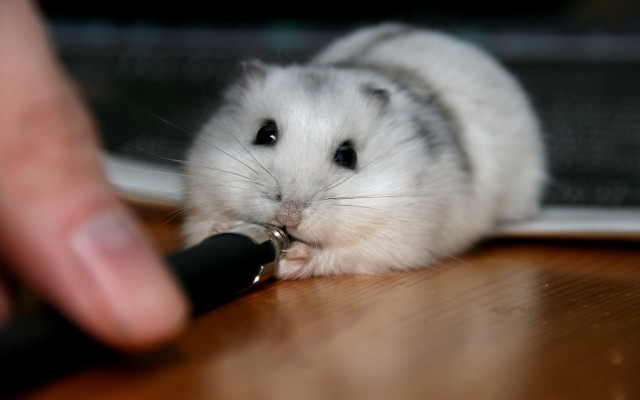 Hamster petting person tabled furry free wallpaper for desktop - medium preview image