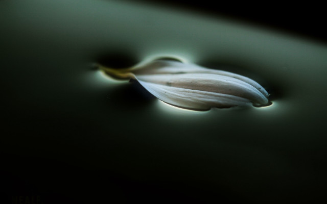 Flower table light shadow macro free wallpaper for desktop - medium preview image