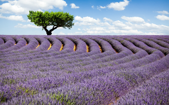 Lone tree lavender field blue free wallpaper for desktop - medium preview image