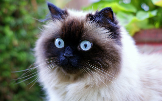 Blue eyes cat sitting planter free wallpaper for desktop - medium preview image