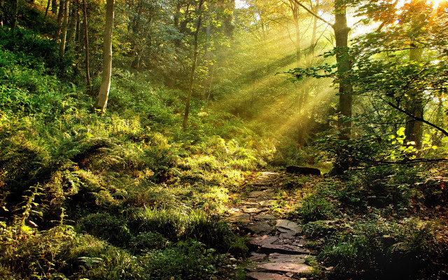Sunshine woods path ada hill free wallpaper for desktop - medium preview image