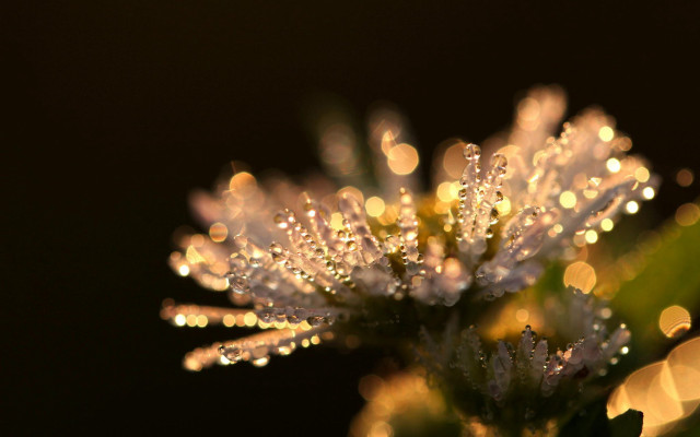 Flower water droplets macro bokeh #4 free wallpaper for desktop - medium preview image