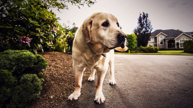 Dog bush house tiltshift shallowcity free wallpaper for desktop - medium preview image