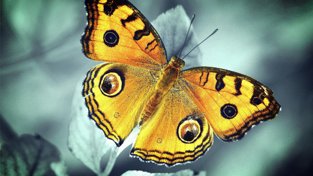 Yellow butterfly black spots leaf free wallpaper for desktop - medium preview image