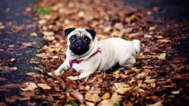 Pug leaves road autumn blurry free wallpaper for desktop - medium preview image