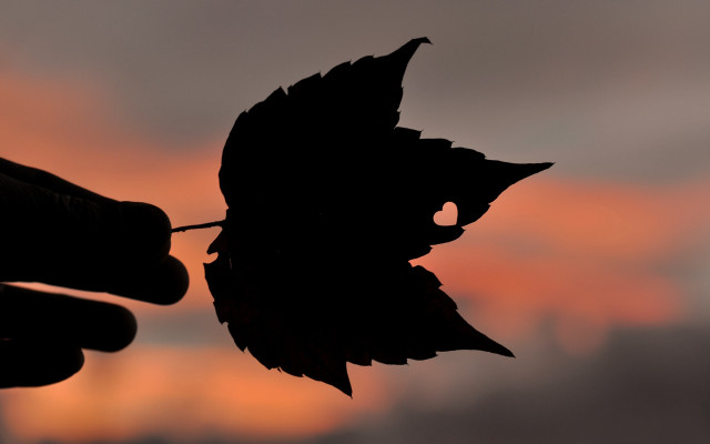Silhouette bird autumn sunset male free wallpaper for desktop - medium preview image