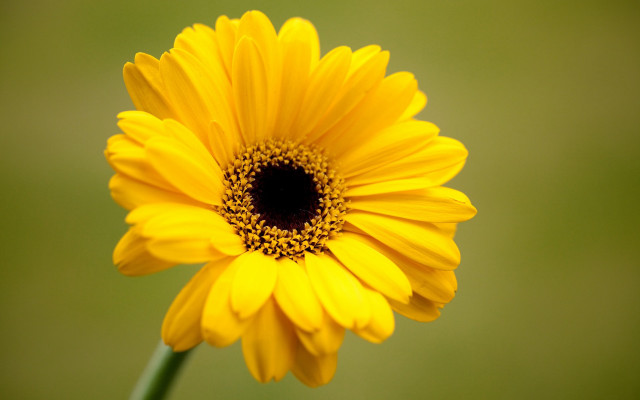 Yellow flower daisy gradient green free wallpaper for desktop - medium preview image