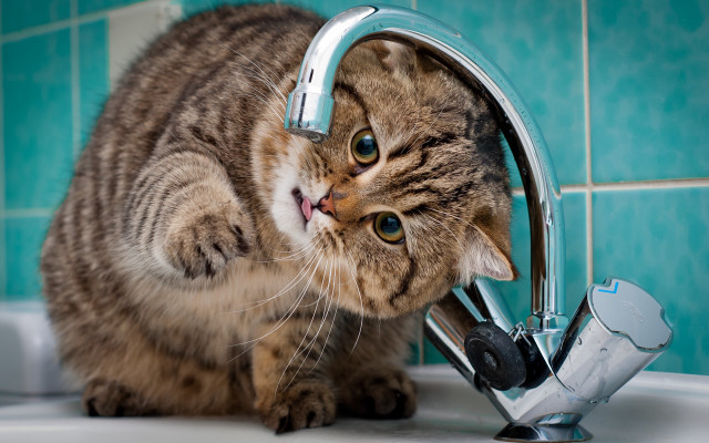 Cat playing faucet bathroom blue free wallpaper for desktop - medium preview image