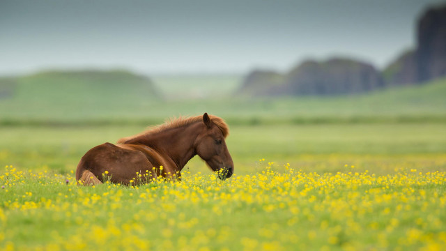 Horse field mountains flower bush free wallpaper for desktop - medium preview image