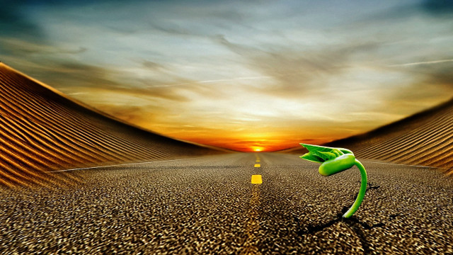 Green plant road sunset matte free wallpaper for desktop - medium preview image