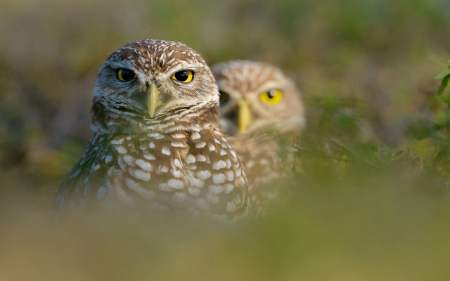Owls grass macro yelloweyes realistic free wallpaper for desktop - medium preview image