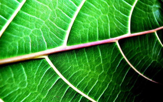 Green leaf fractal nature closeup free wallpaper for desktop - medium preview image