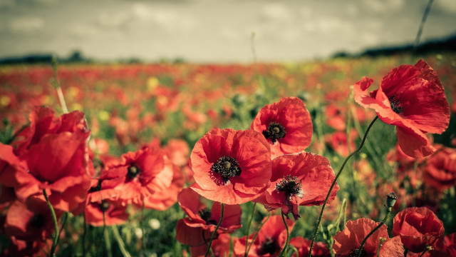 Red flower field bokeh autumn #2 free wallpaper for desktop - medium preview image