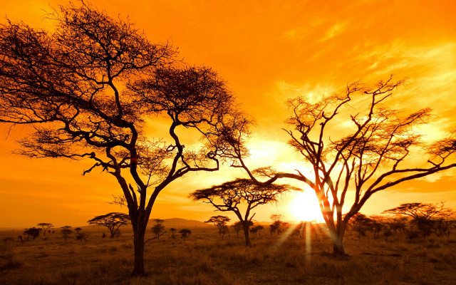 Sunset trees yellow sky clouds free wallpaper for desktop - medium preview image