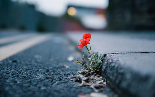 Red flower city street ecological free wallpaper for desktop - medium preview image