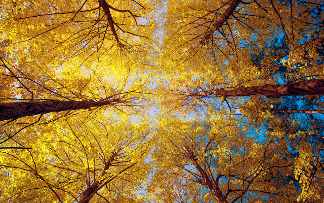 Autumn trees yellow leaves blue free wallpaper for desktop - medium preview image