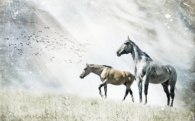 Horses birds field snow tonalism free wallpaper for desktop - medium preview image