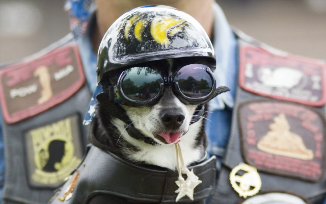 Dog motorcycle helmet sunglasses stick free wallpaper for desktop - medium preview image