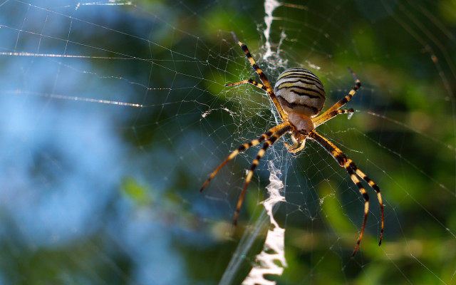 Spider web blurry background macro free wallpaper for desktop - medium preview image